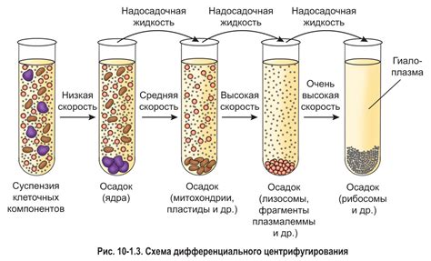 Исследование клеток в организмах