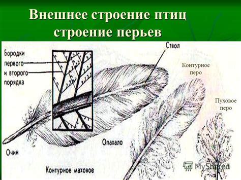 Исторические и культурные аспекты пера птицы