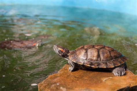 Какая вода подходит для красноухих черепах и как это влияет на цвет панциря?