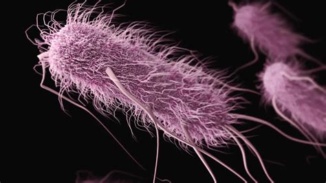 Какая опасность представляет Escherichia coli