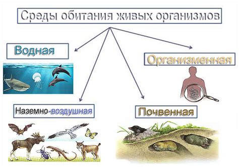 Какие бывают организмы и как они различаются