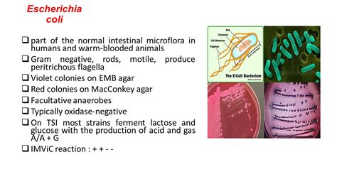 Какие меры предосторожности помогут избежать Escherichia coli у женщин