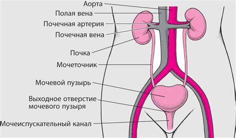 Какие методы лечения используются при обнаружении аска в моче у ребенка?