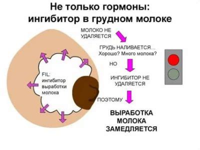 Какие процессы влияют на выработку нейромедиаторов