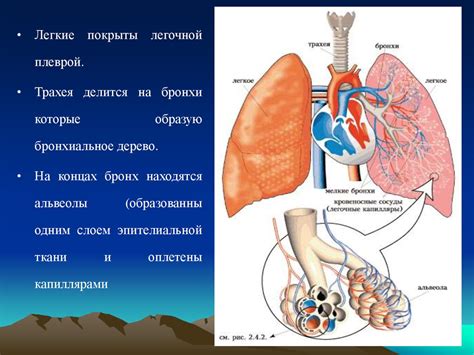 Какие пути облегчения состояния дыхательной системы ребенка существуют?