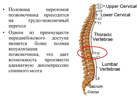 Какие факторы могут вызвать узуративные дефекты в телах позвонков?