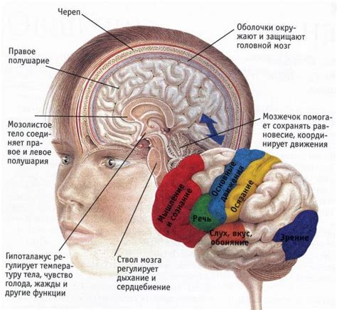 Какие функции выполняет передняя левая часть мозга?