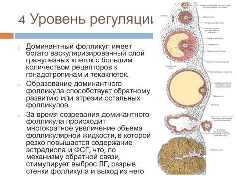 Каково время созревания доминирующего фолликула?