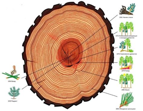 Как деревья формируют годичные кольца и какова их роль?