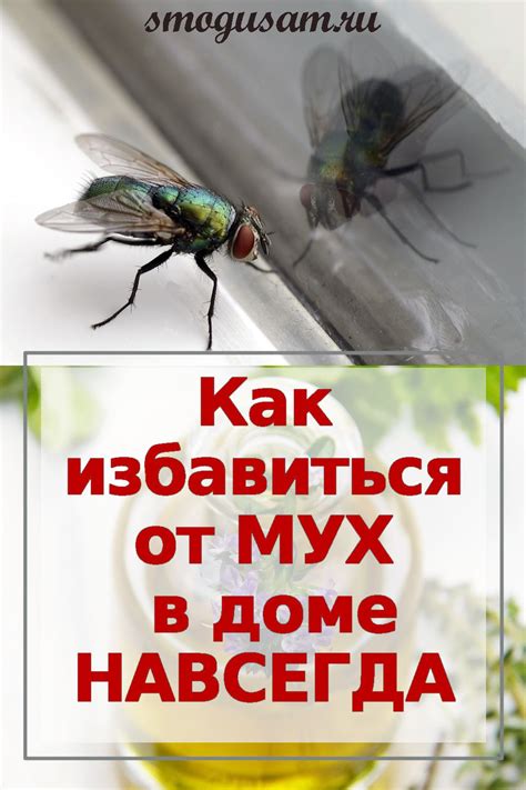 Как избавиться от мух?