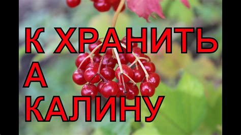 Как использовать калину в кулинарии