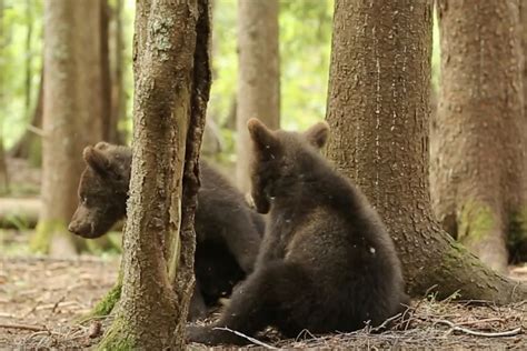 Как медвежата помогают раскрыть тайны сновидений