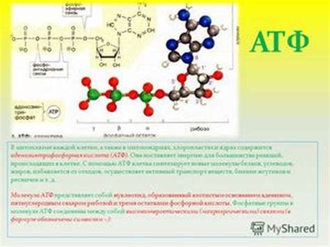 Как образуется АТФ?