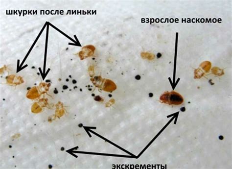 Как определить наличие постельных клопов в вашем доме