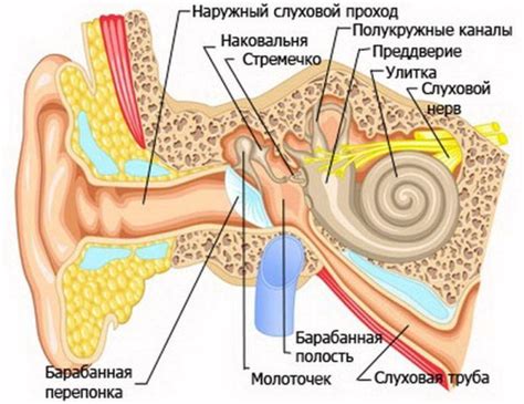 Как осмотреть ухо и узнать, что в нем застряло