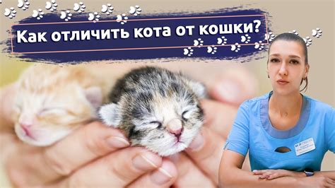 Как отличить метки от других проблем поведения кота