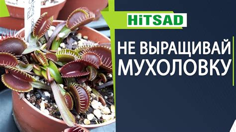 Как питать мухоловку в домашних условиях?