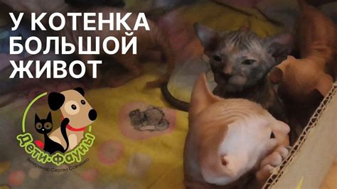 Как помочь котенку с вздутием живота