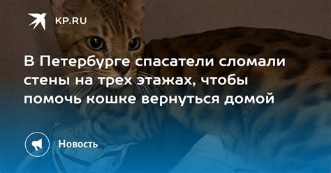 Как помочь чужой кошке вернуться домой?