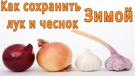 Как правильно подготовить чеснок к зимнему хранению