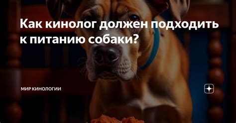 Как правильно подходить к кормлению собаки?