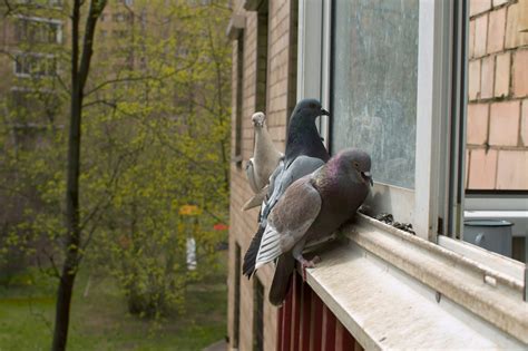 Как предотвратить столкновение голубей с окном?