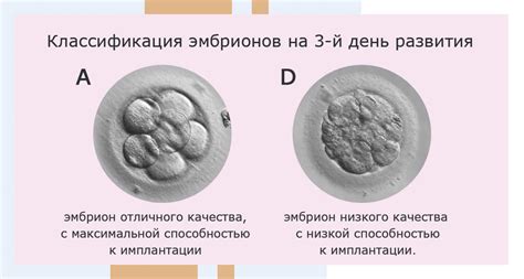 Как происходит изменение органов на 6-й день после переноса эмбриона