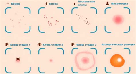 Как распознать наличие клеща на коже