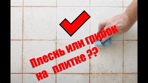 Как устранить плесень и грибок в межплиточных швах