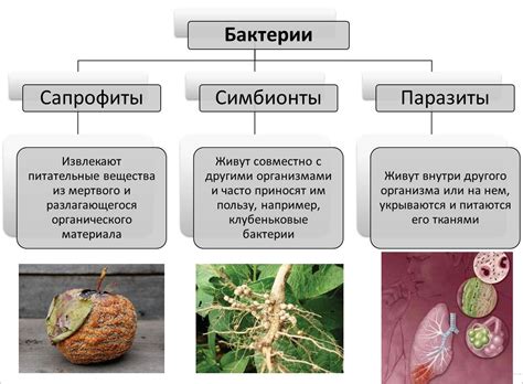 Классификация гетеротрофов