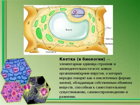 Клетка в биологии: базовая единица жизни