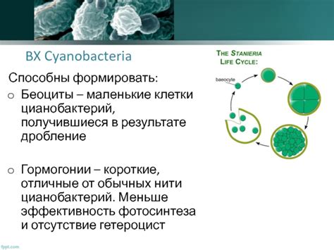 Клетки цианобактерий и клетки других бактерий: в чем различия?