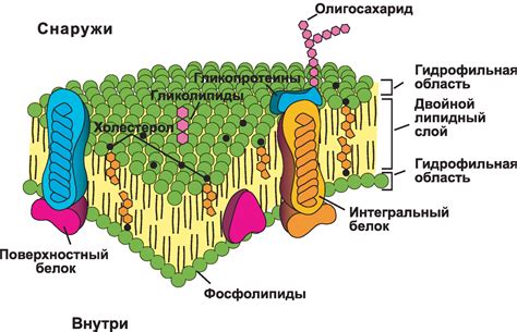 Клеточная мембрана и её значимость