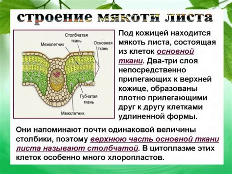 Клеточное строение основной ткани: