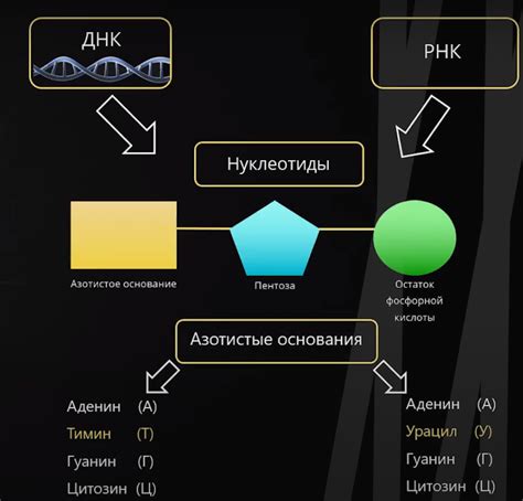 Ключевые особенности ДНК