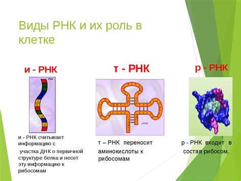 Ключевые особенности РНК