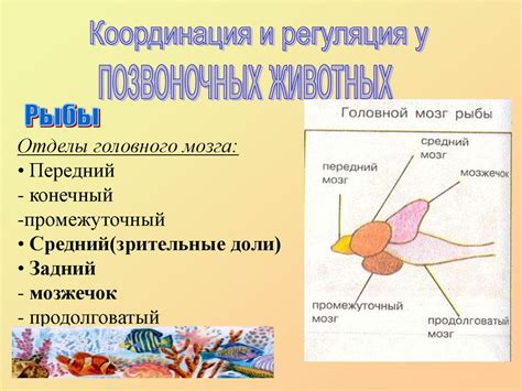 Коммуникация и координация действий: преимущества колониальных организмов