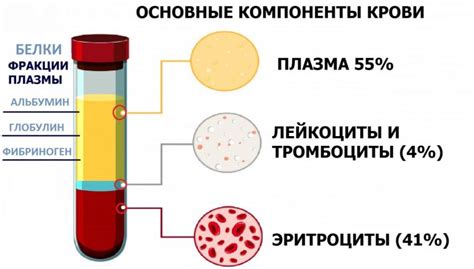 Компоненты крови человека