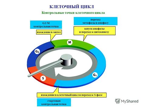 Контрольные точки митоза