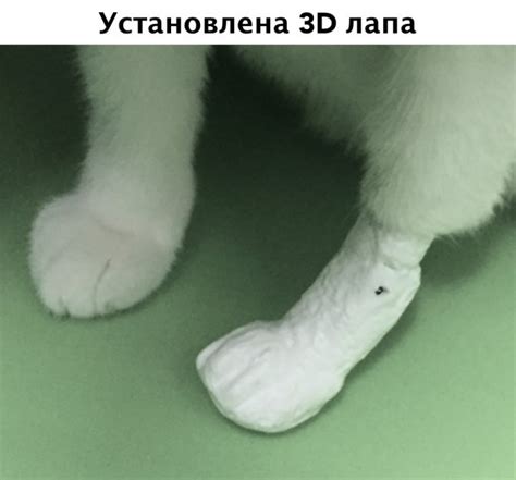 Кормежка при ушибе лапы у кота