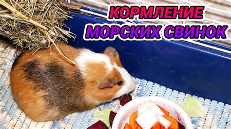 Кормление морских свинок взрослых особей