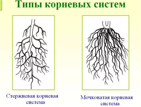 Корневая система как основной способ прикрепления