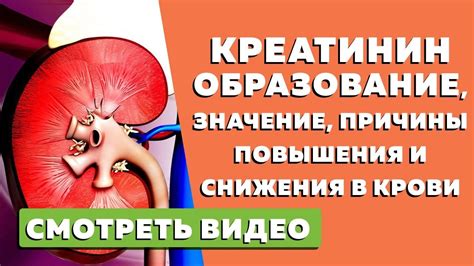 Креатинин в крови: причины и значения