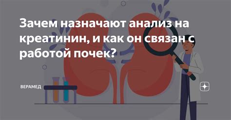 Креатинин и его связь с функцией почек