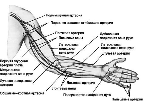 Кровеносная система верхней конечности