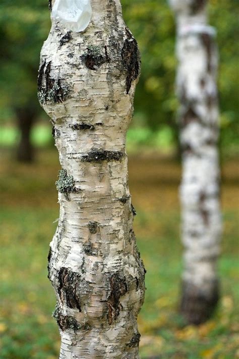 Культурные и исторические аспекты карельской березы