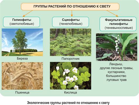 Кустарник в биологии: определение и виды