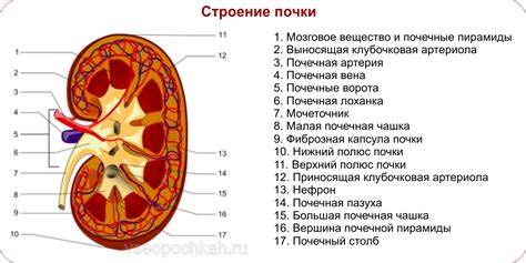 Левая почка: структура и роль в организме