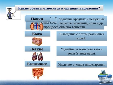 Левая почка и ее вклад в выведение отходов из организма