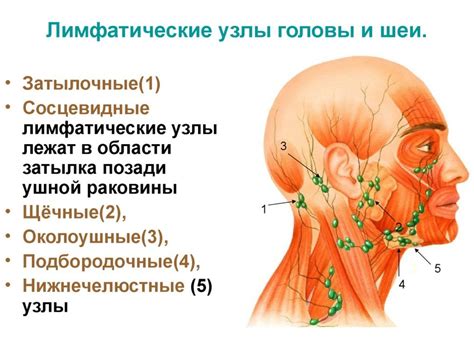 Лимфоузелы и их воспаление